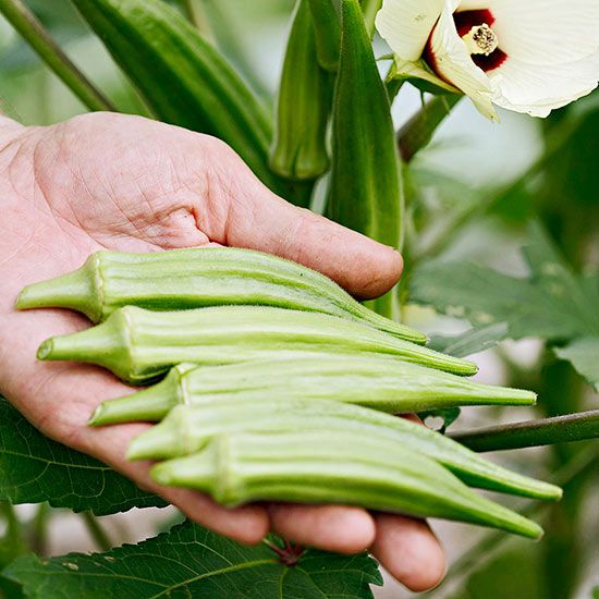 ✨High-yield Vegetable 🌱Red Okra Seeds