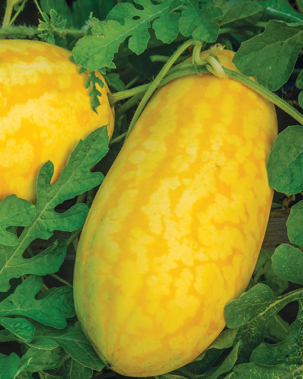 🎊38% OFF☀️Gold In Gold Hybrid Watermelon Seeds🍉