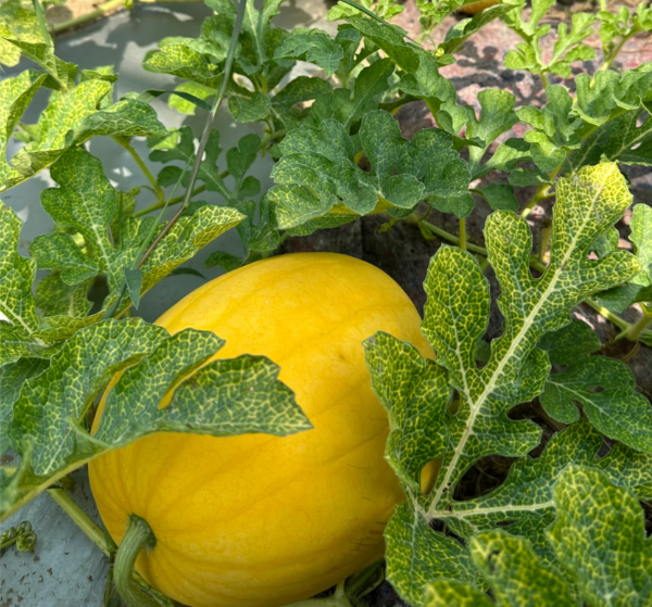 🎊38% OFF☀️Gold In Gold Hybrid Watermelon Seeds🍉