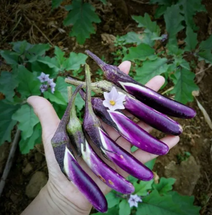 šHot Saleš„Mini Thumb Eggplant seeds