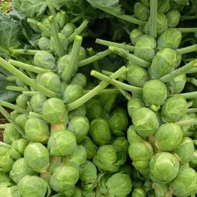 🎉Mini Cabbage Seeds Brussels Sprouts Seeds