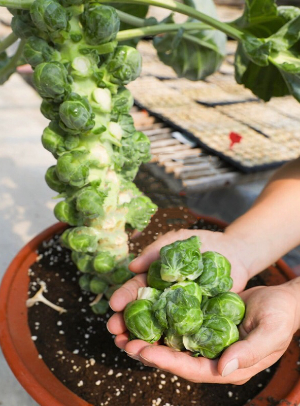 🎉Mini Cabbage Seeds Brussels Sprouts Seeds