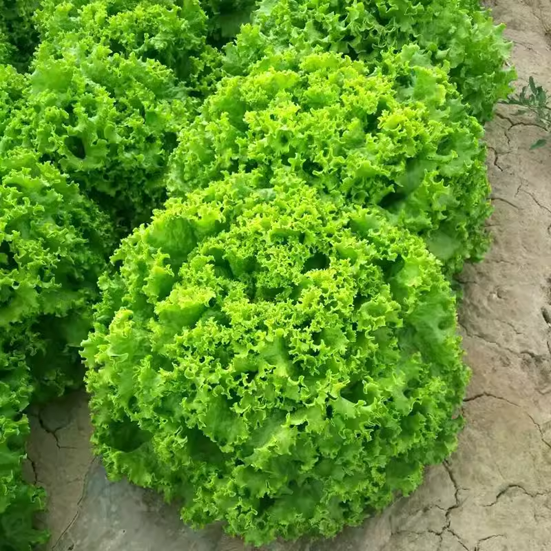 🍃Green Organic Celery Seeds--Healthy Delicious