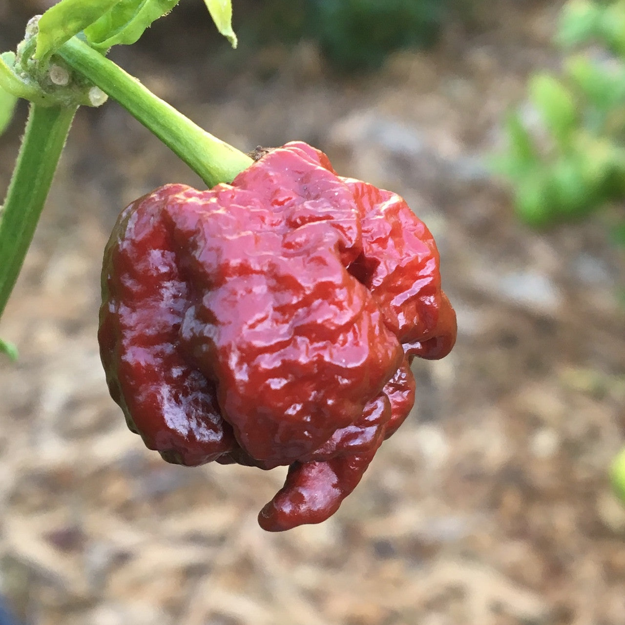 🔥Hot Winter Sale🔥Reaper Chocolate Chilli Seeds🌶️