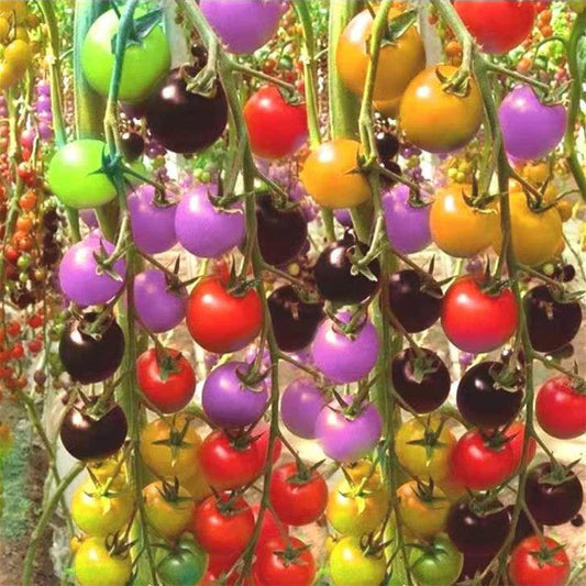 ✨Rare Seeds-🌈Rainbow Tomato Seeds🍅