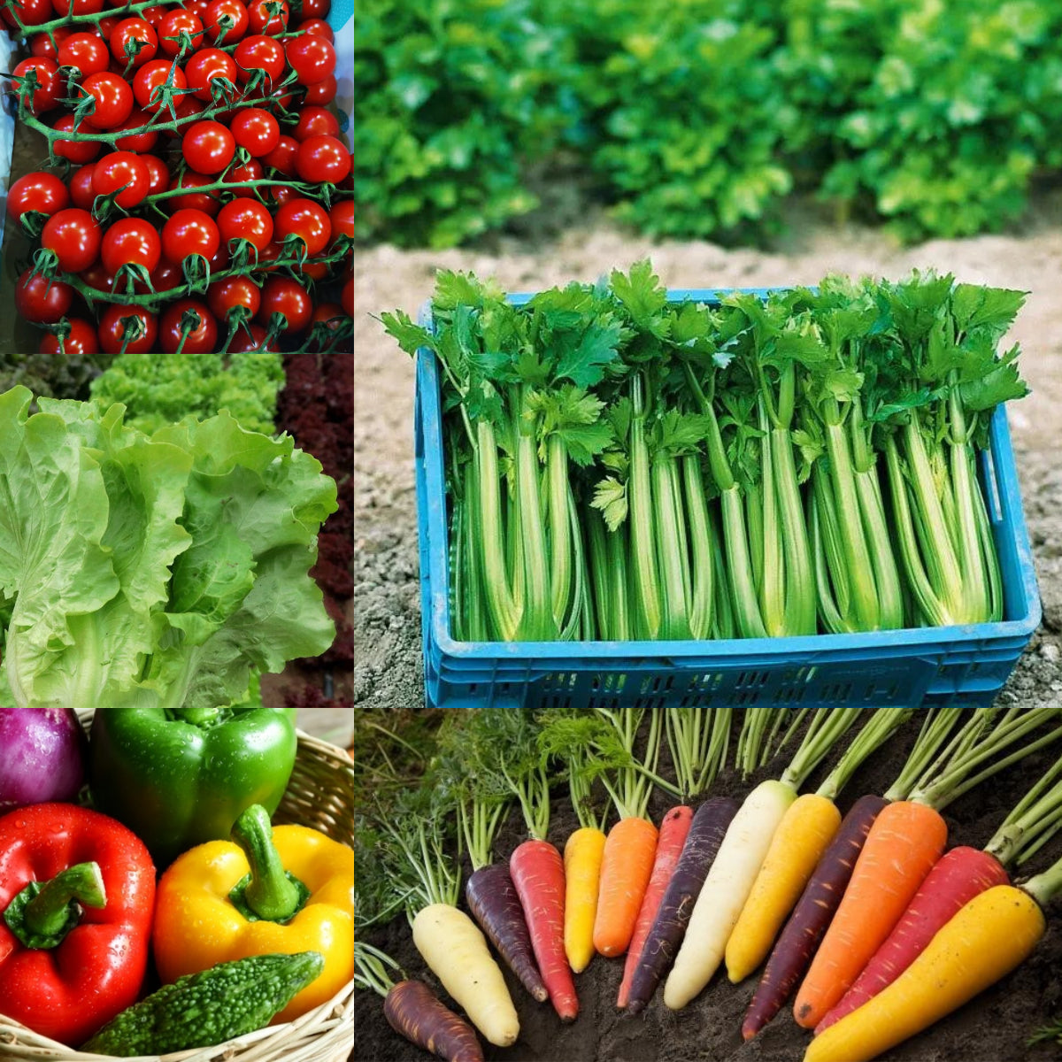 🍃Green Organic Celery Seeds--Healthy Delicious