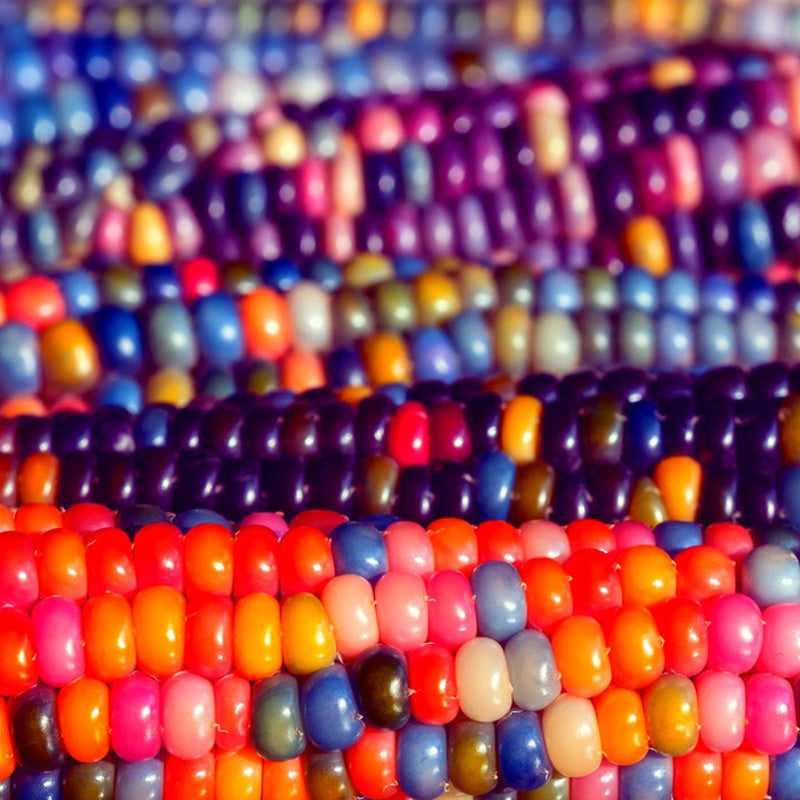 💥38% OFF🌈🌽Rainbow Glass Gem Corn Seeds