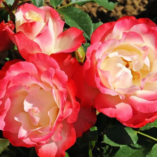 Beet-Rose 'Carmagnole®'