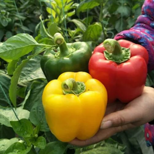 🎆36% off 🥂100 PCS Sweet Rainbow Mix Pepper Seeds🫑