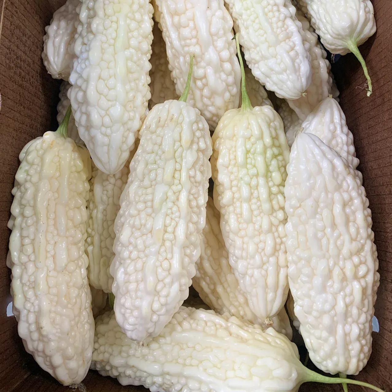 ๐41% off ๐ฅ50 PCS White Jade Bitter Melon Seeds๐