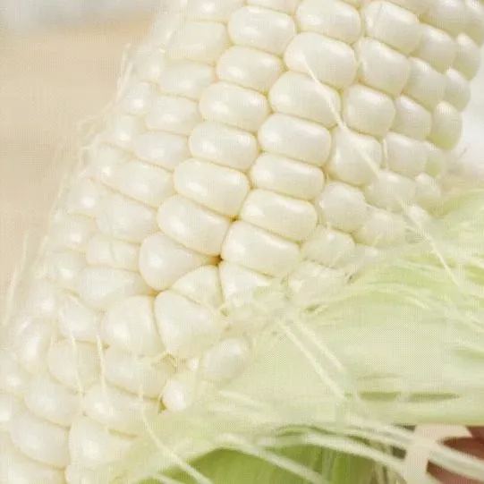 🥂100 PCS Milk Corn Seeds🌽