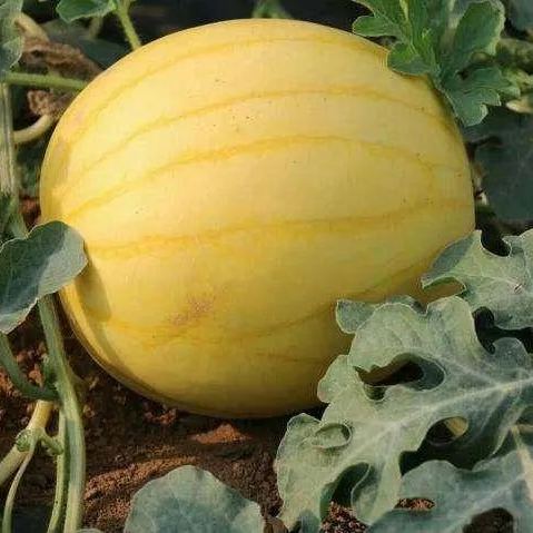 🎊38% OFF☀️Gold In Gold Hybrid Watermelon Seeds🍉