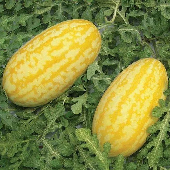 🎊38% OFF☀️Gold In Gold Hybrid Watermelon Seeds🍉