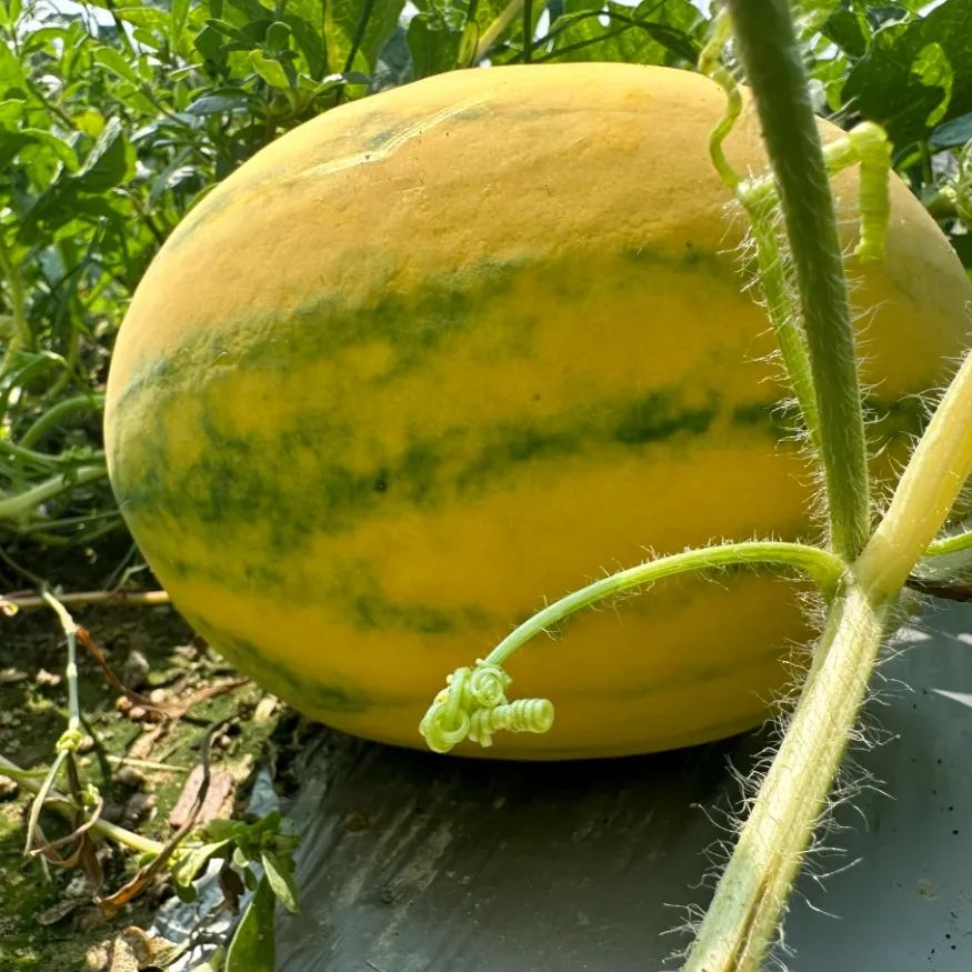 🎊38% OFF☀️Gold In Gold Hybrid Watermelon Seeds🍉