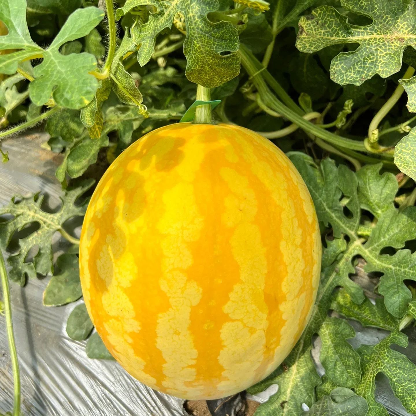 🎊38% OFF☀️Gold In Gold Hybrid Watermelon Seeds🍉