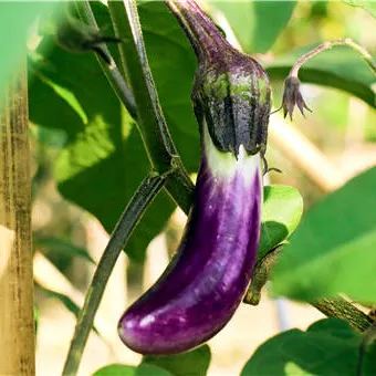 šHot Saleš„Mini Thumb Eggplant seeds