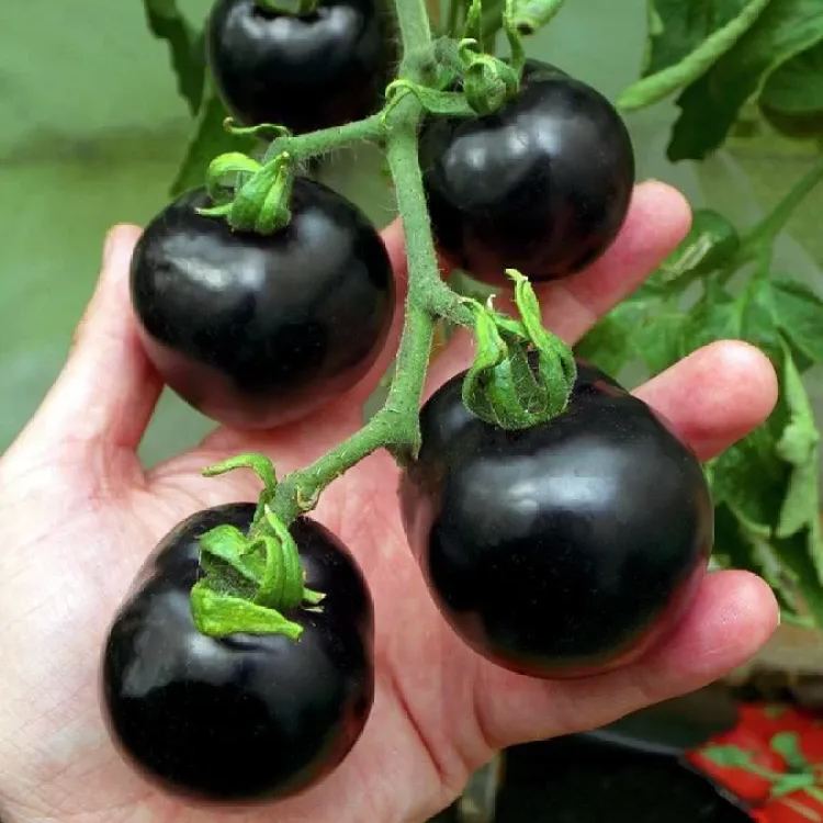 🔥New Arrival✨🆕Black Tomato Seeds