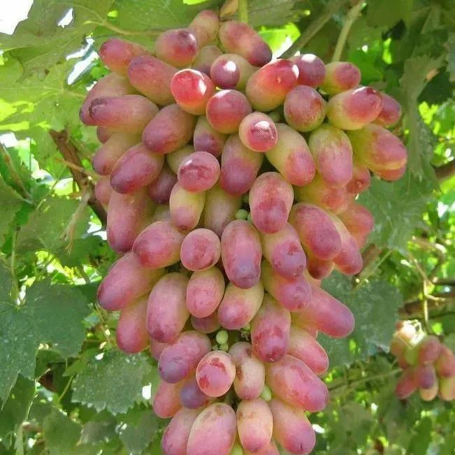 🍇Finger Grapes Gem Grapes Seeds