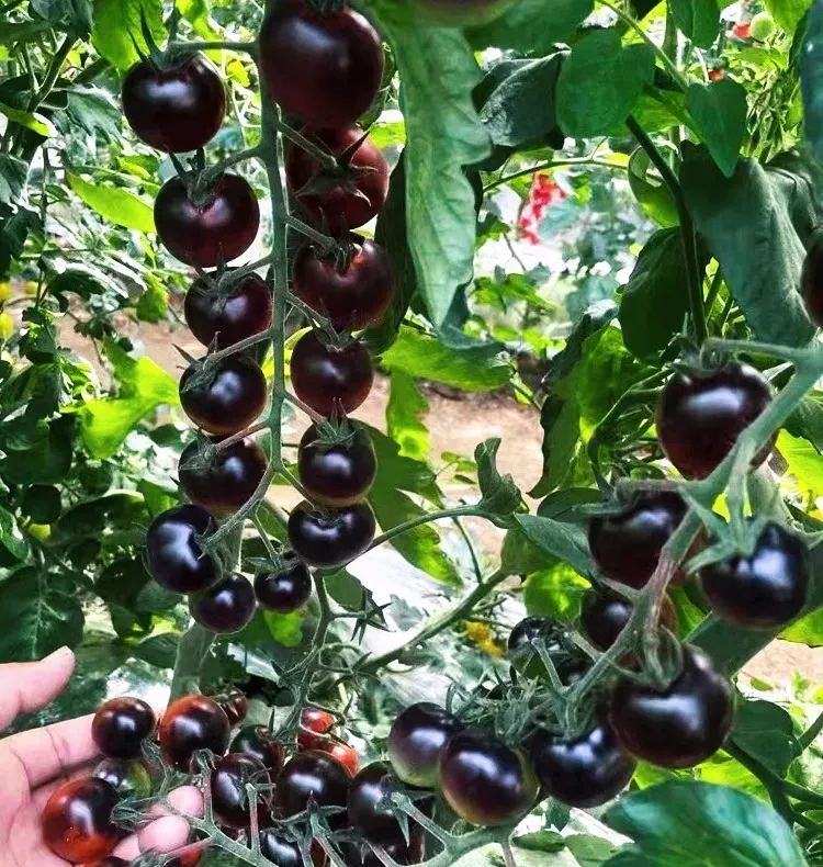 🍬Sugar Bomb-💎Dark Purple Diamond Tomato Seeds🍅