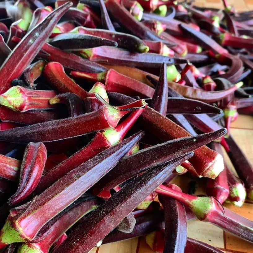✨High-yield Vegetable 🌱Red Okra Seeds