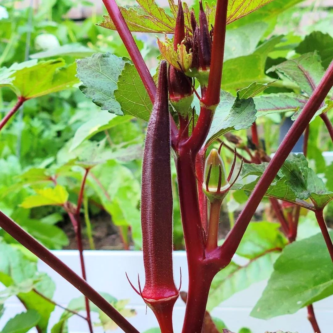 ✨High-yield Vegetable 🌱Red Okra Seeds