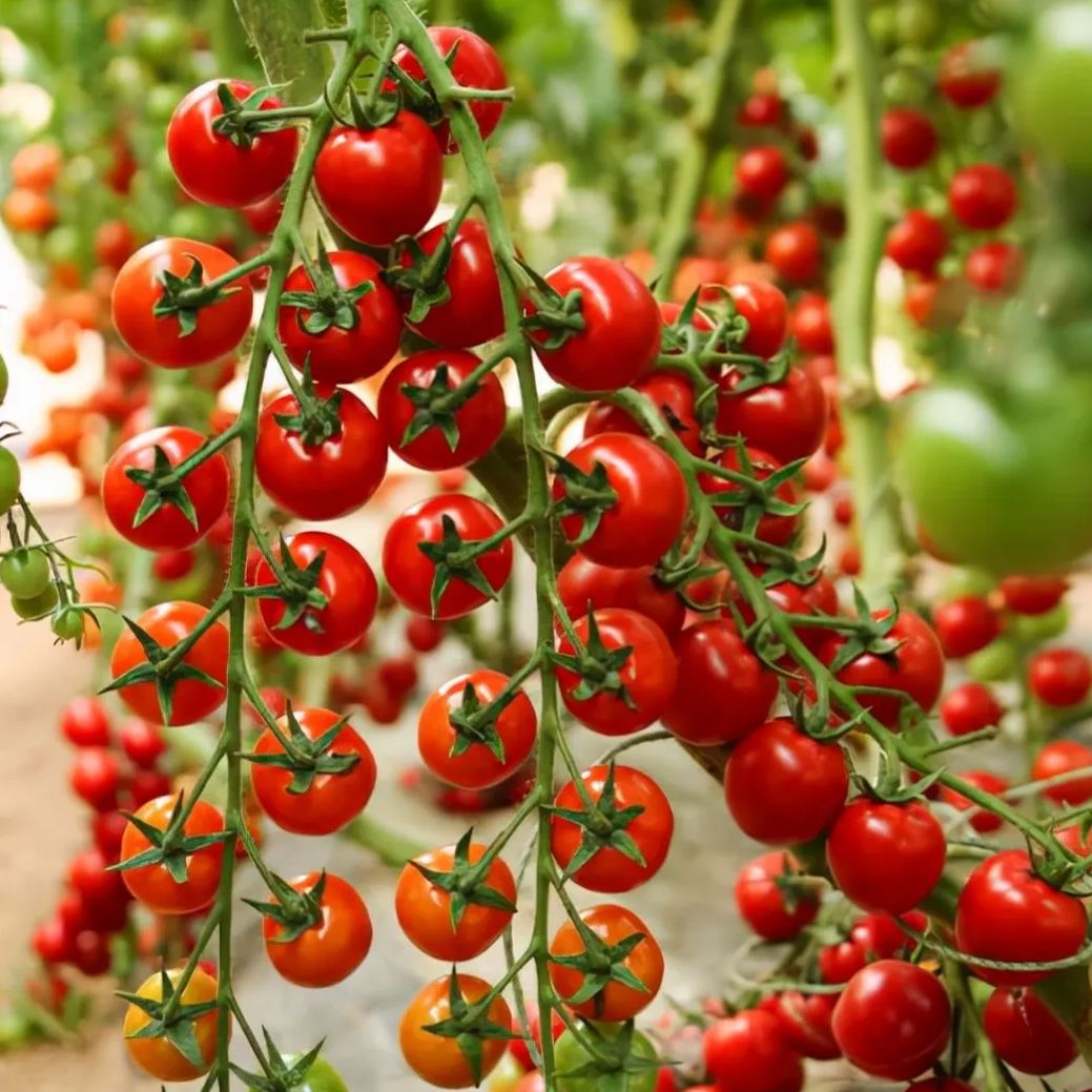 🍃Green Organic Celery Seeds--Healthy Delicious
