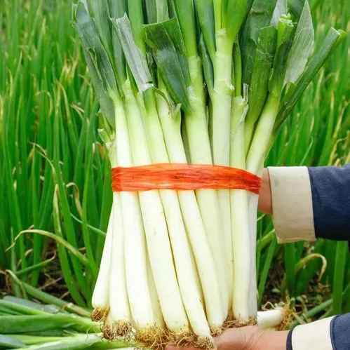 🍃Green Organic Celery Seeds--Healthy Delicious