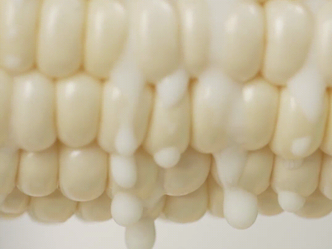 🥂100 PCS Milk Corn Seeds🌽