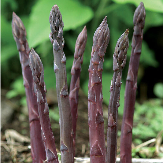🥂100 PCS  Fruity Asparagus Seeds 😝