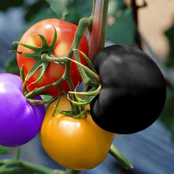 ✨Rare Seeds-🌈Rainbow Tomato Seeds🍅