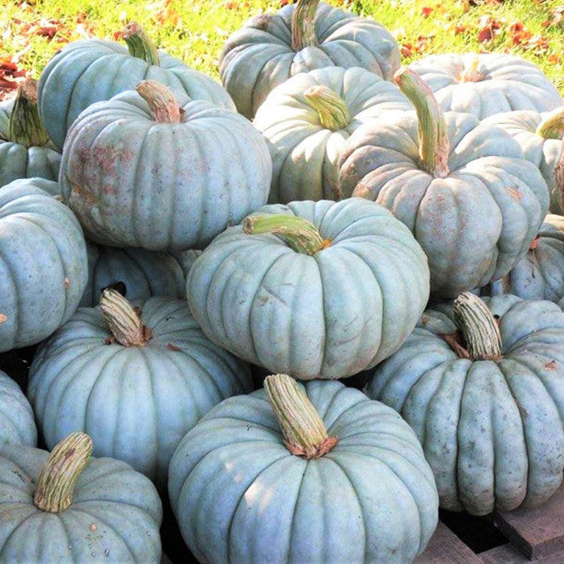 Jarrahdale Blue Pumpkin Seeds