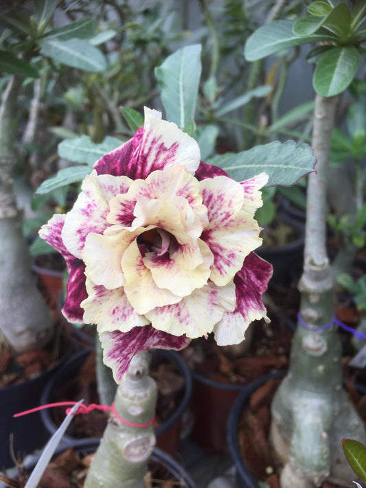 5 Seeds (Adenium Obesum) Golden Year Desert Rose
