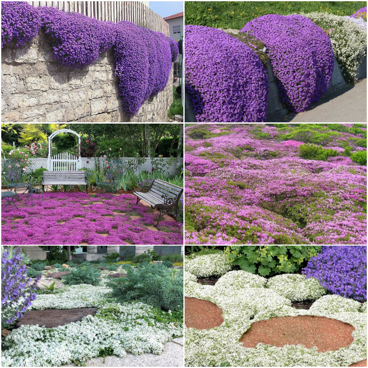 📣Optimal Ground Cover✨Creeping Thyme Seeds