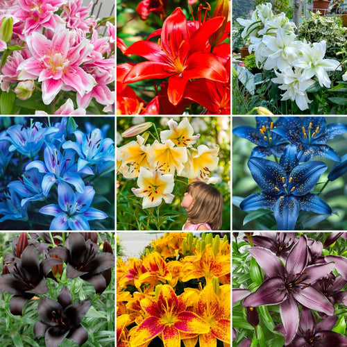 🎁2026 Must Plant☀️Rare Lily Bulbs🌸