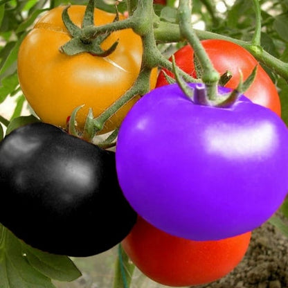 ✨Rare Seeds-🌈Rainbow Tomato Seeds🍅