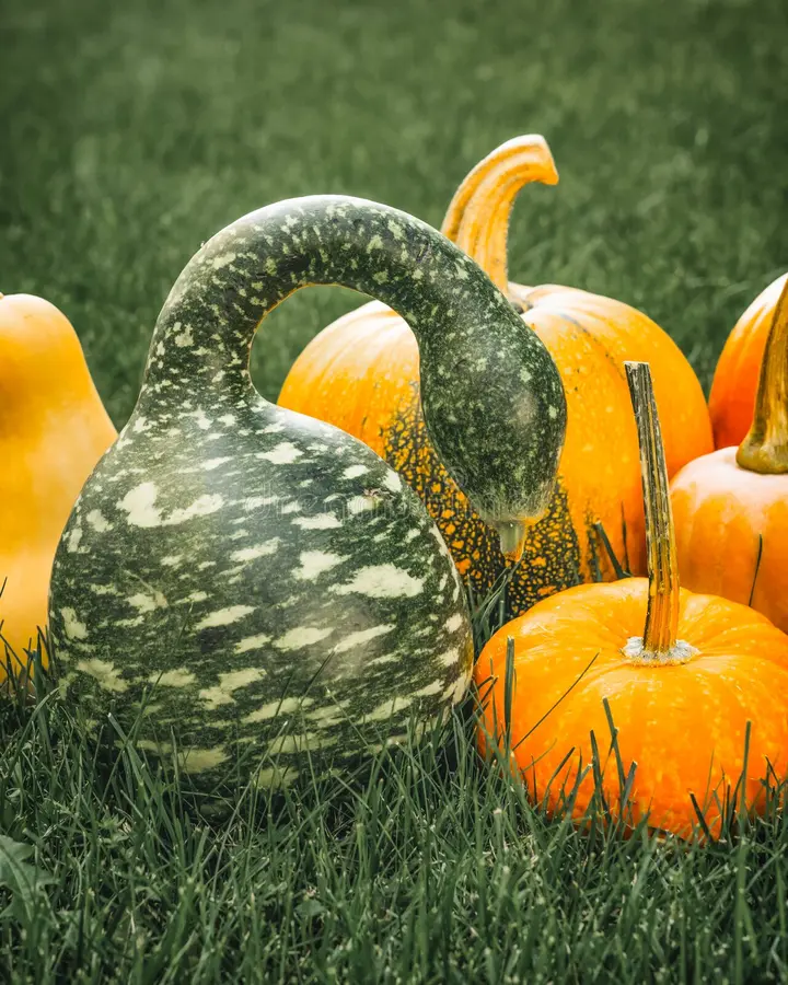 Rare Swan Speckled Swan Bottle Gourds Seeds