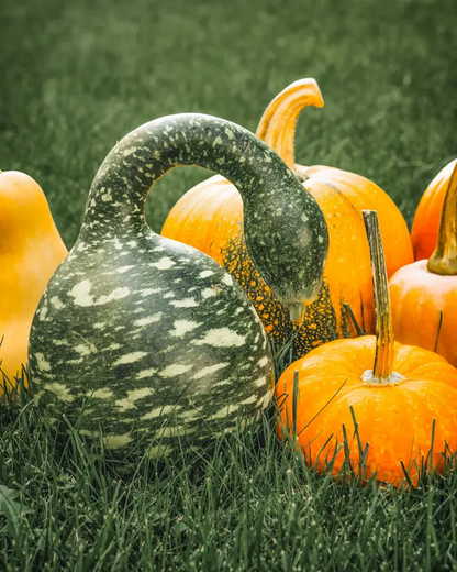 Rare Swan Speckled Swan Bottle Gourds Seeds