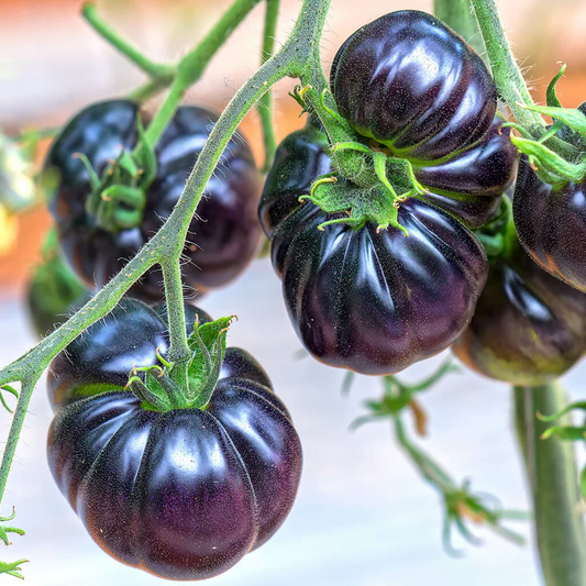 🎉Hot Sale 🍅🖤BLACK BEAUTY TOMATO SEEDS
