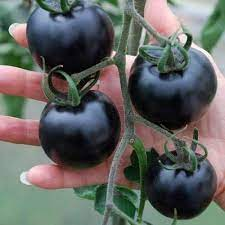 🎉Hot Sale 🍅🖤BLACK BEAUTY TOMATO SEEDS