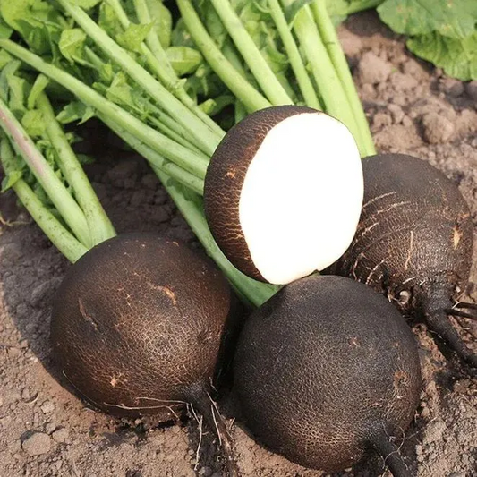 🖤 HOT SALE🌱 Spanish Black Round Radish Seeds