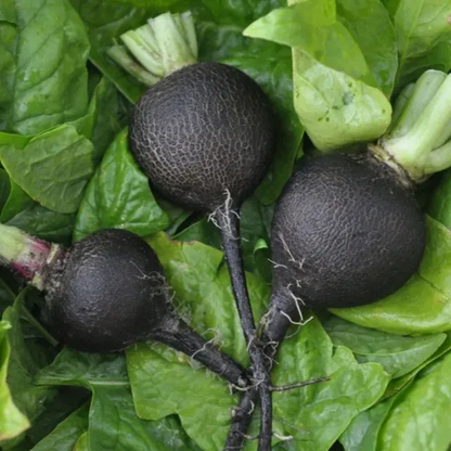🖤 HOT SALE🌱 Spanish Black Round Radish Seeds