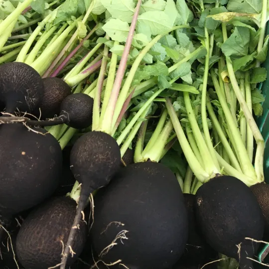 🖤 HOT SALE🌱 Spanish Black Round Radish Seeds