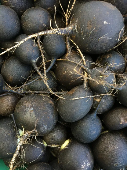 🖤 HOT SALE🌱 Spanish Black Round Radish Seeds