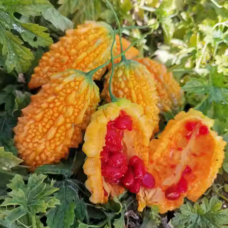 🎉💥Golden melon leprous grape seeds