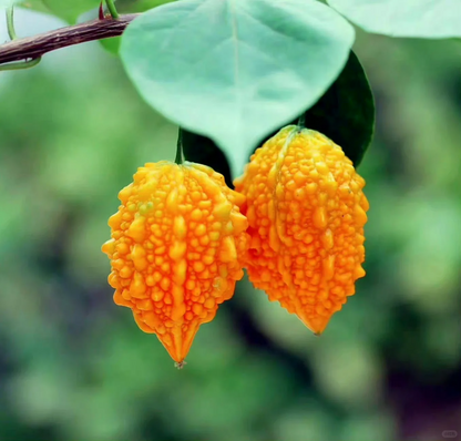 🎉💥Golden melon leprous grape seeds
