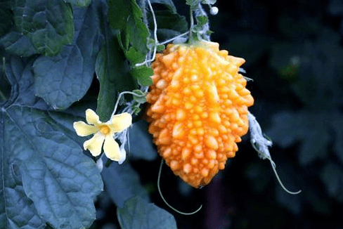 🎉💥Golden melon leprous grape seeds