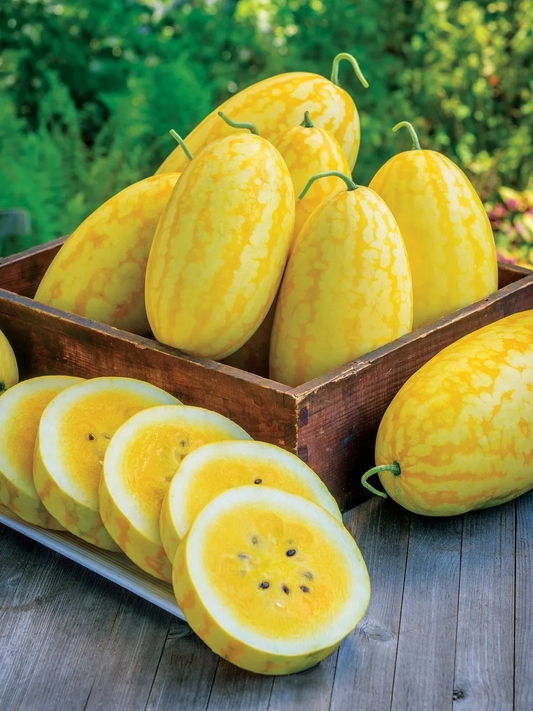 🎊38% OFF☀️Gold In Gold Hybrid Watermelon Seeds🍉