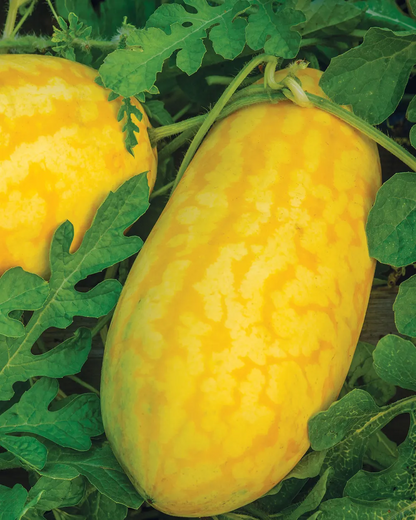 🎊38% OFF☀️Gold In Gold Hybrid Watermelon Seeds🍉