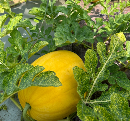 🎊38% OFF☀️Gold In Gold Hybrid Watermelon Seeds🍉