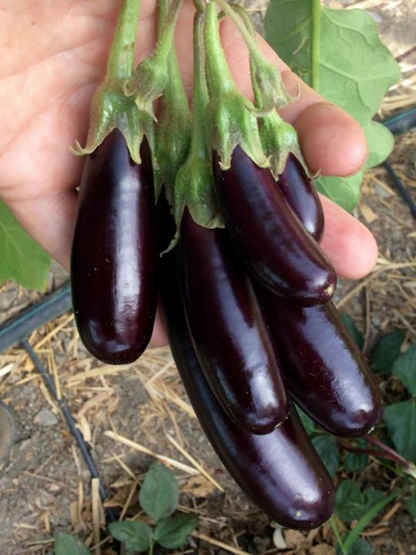 🍆Hot Sale🔥Mini Thumb Eggplant seeds